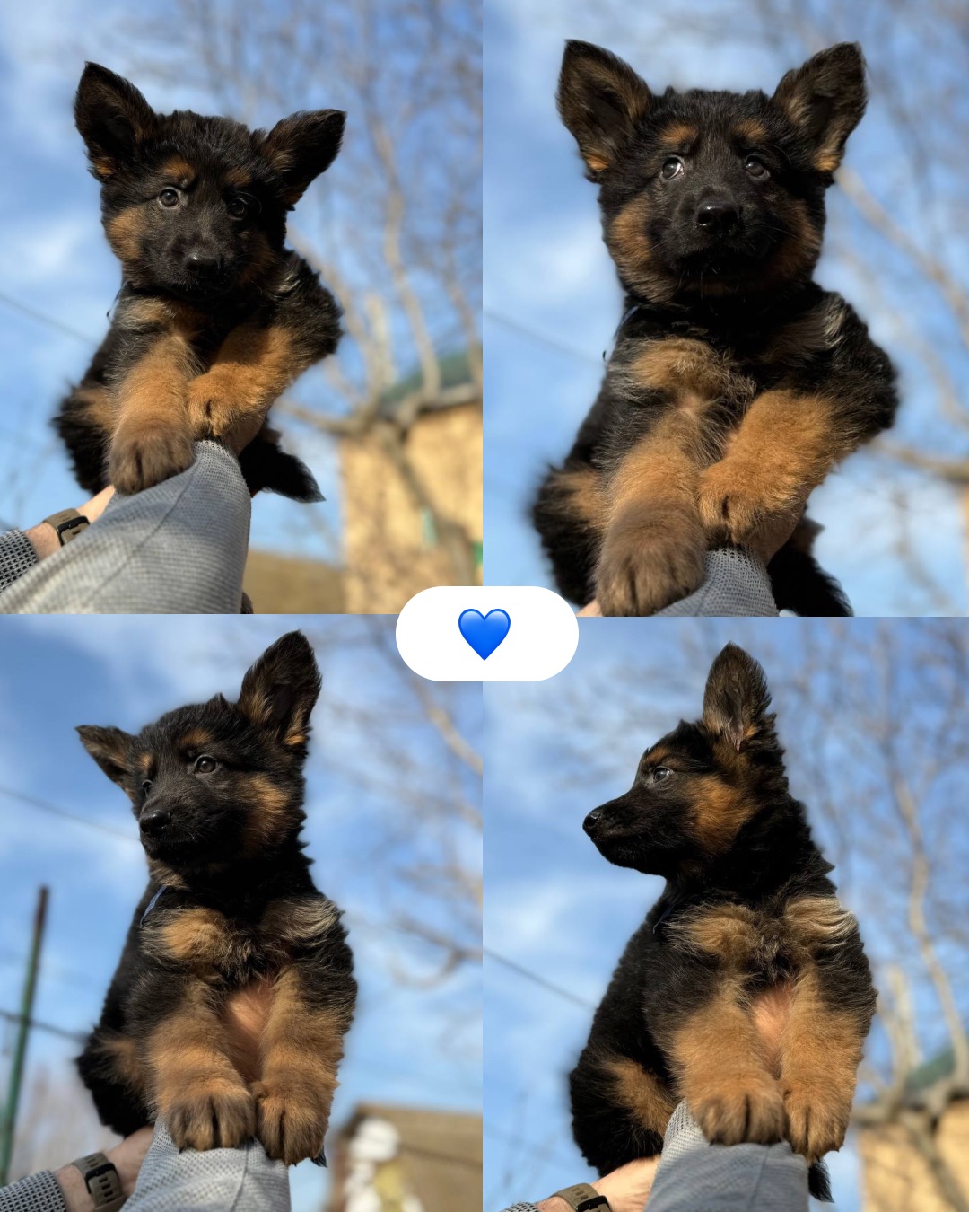 Цуценята німецької вівчарки