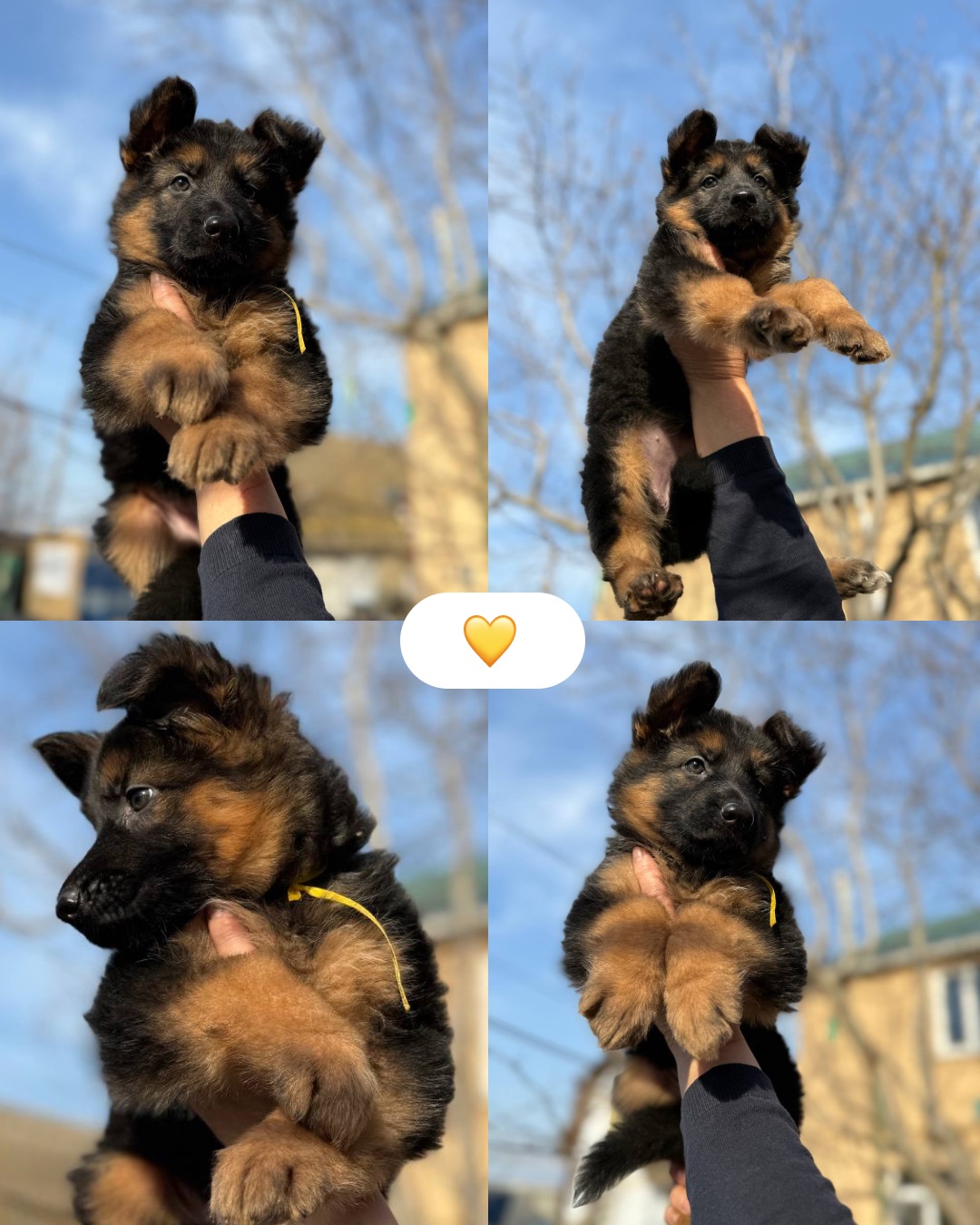 Цуценята німецької вівчарки