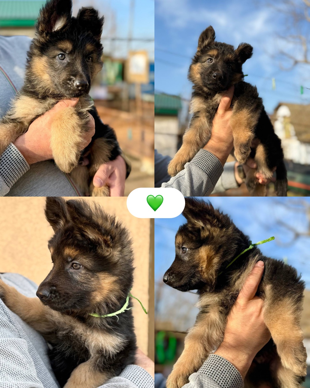 Цуценята німецької вівчарки