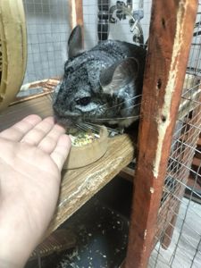 Продається шиншила