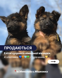 Цуценята німецької вівчарки