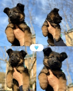 Цуценята німецької вівчарки