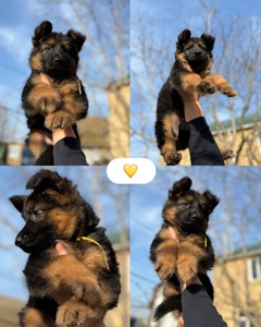 Цуценята німецької вівчарки