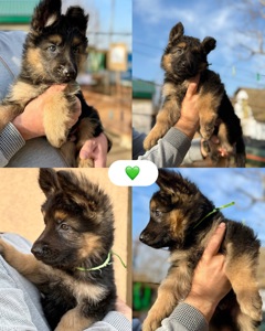 Цуценята німецької вівчарки