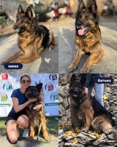 Цуценята німецької вівчарки