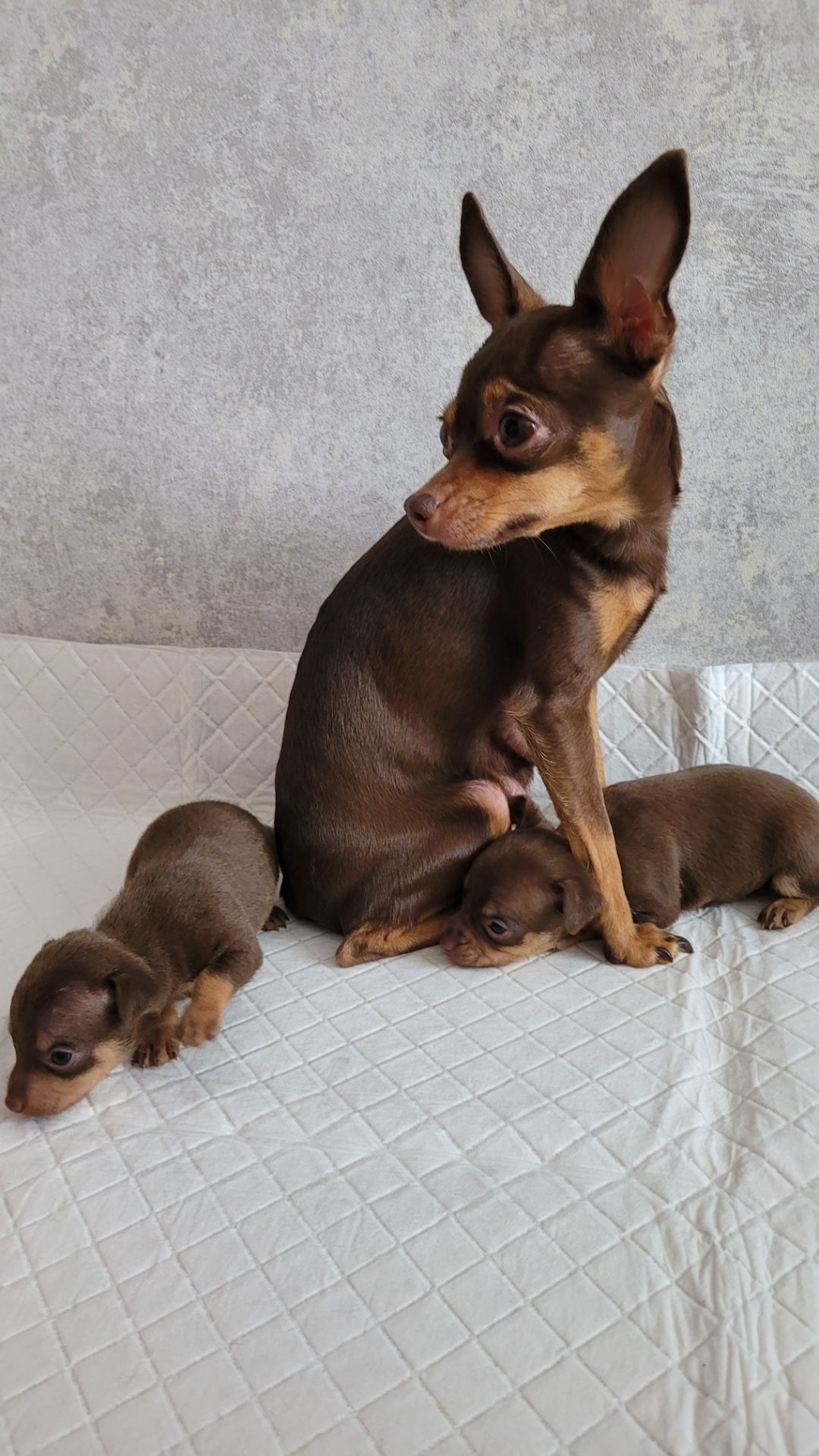 Той тер'єр щеннята