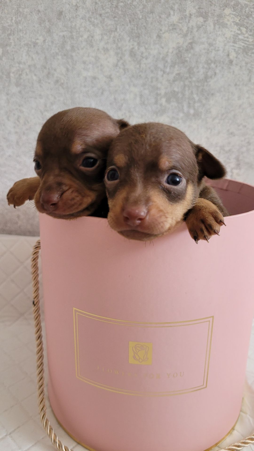 Той тер'єр щеннята