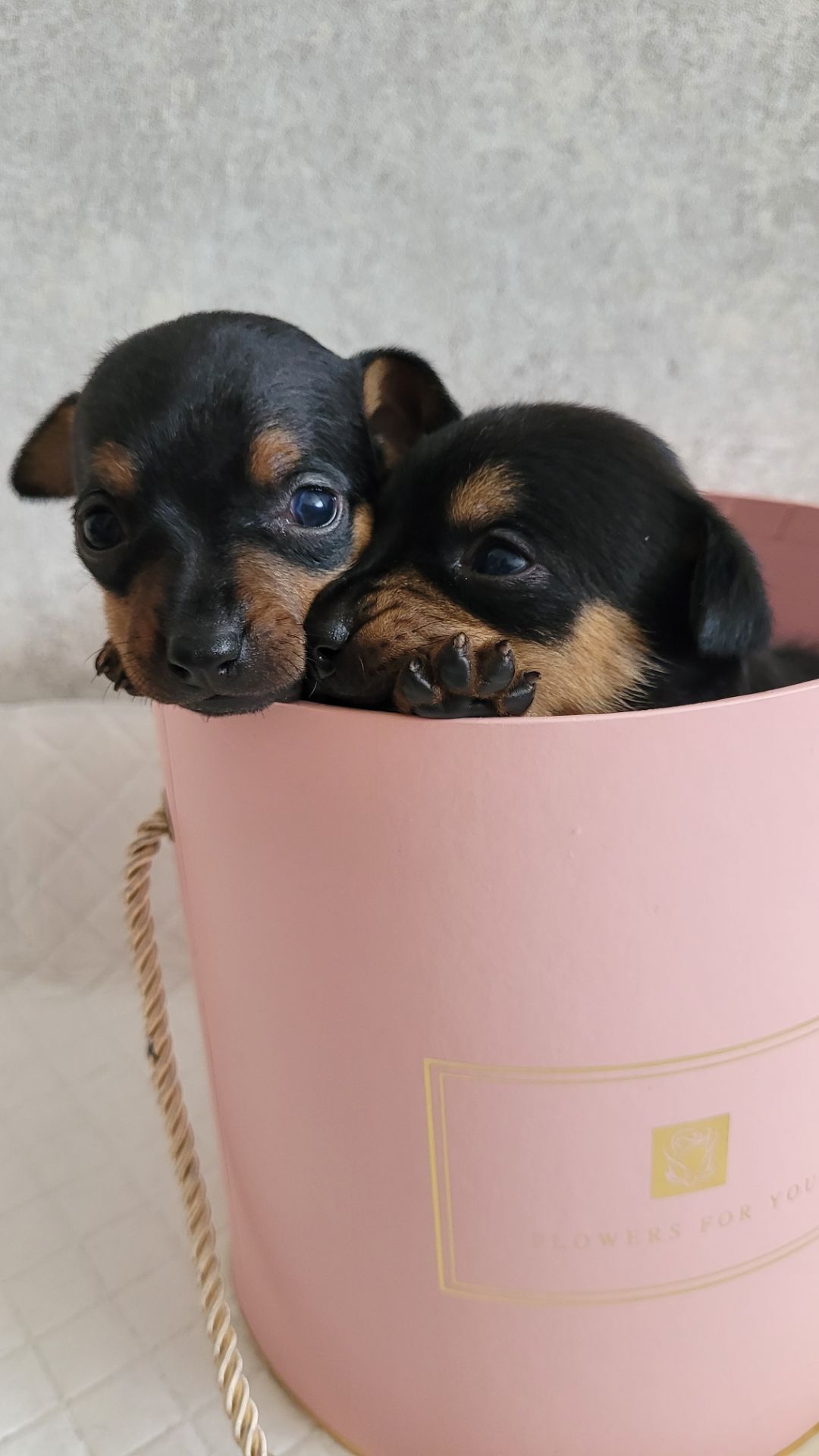 Той тер'єр щеннята