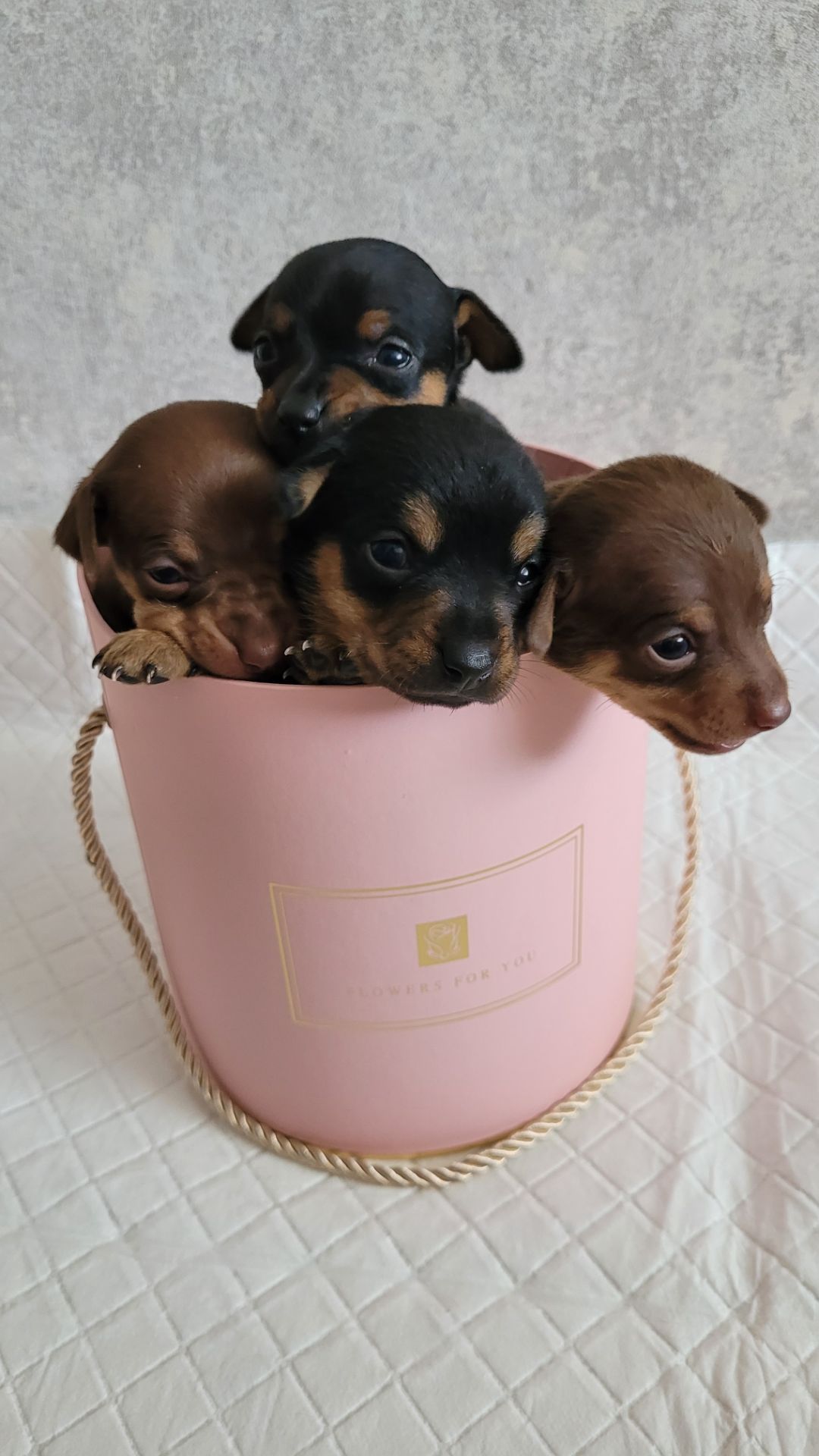 Той тер'єр щеннята