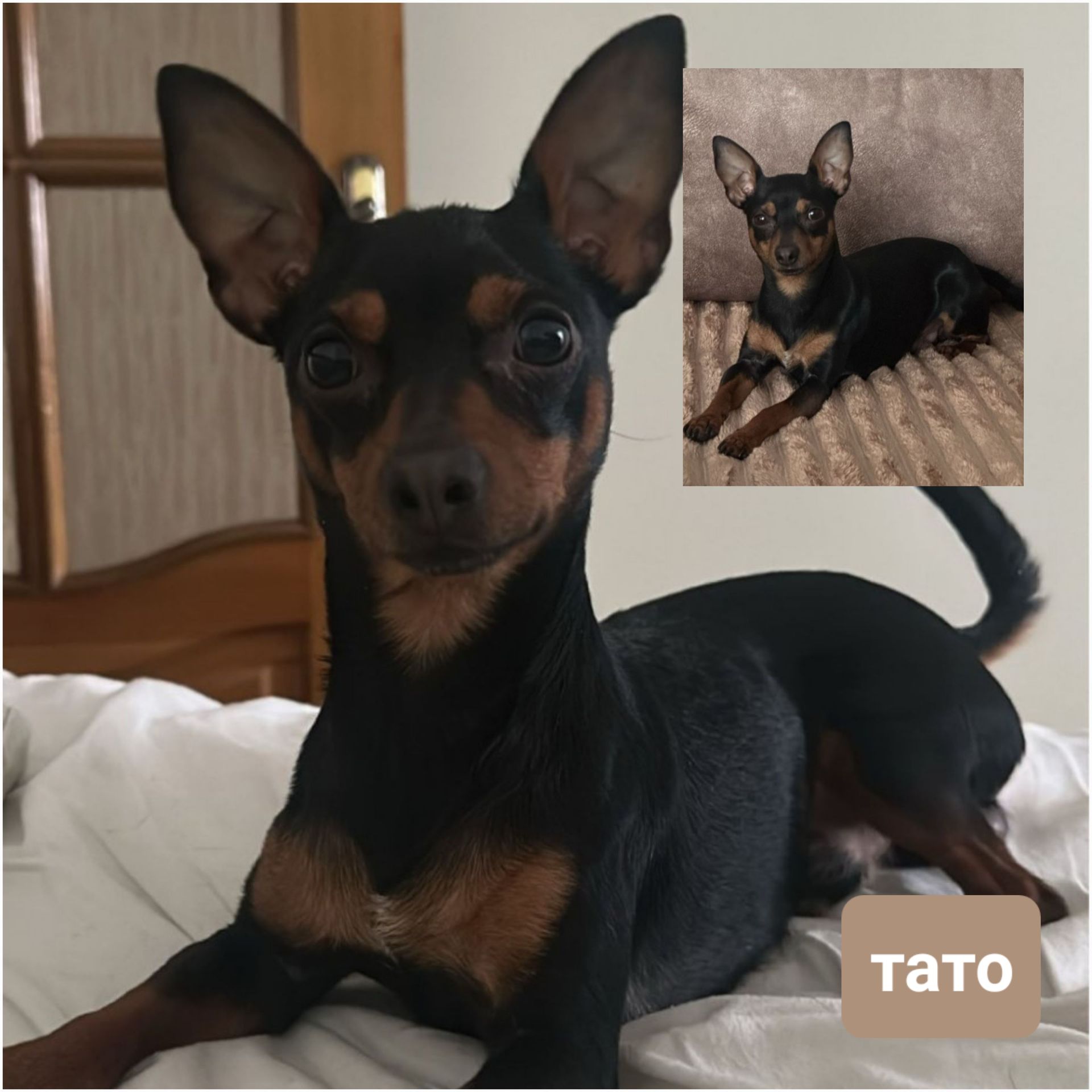 Той тер'єр щеннята