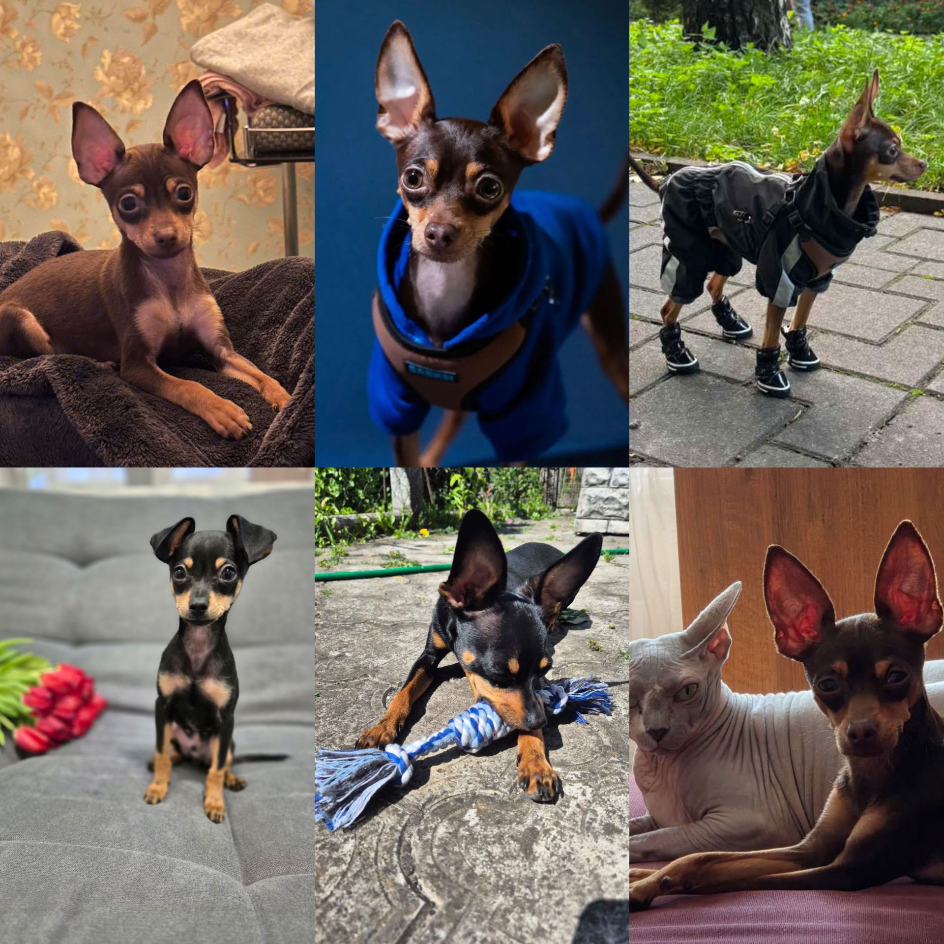 Той тер'єр щеннята