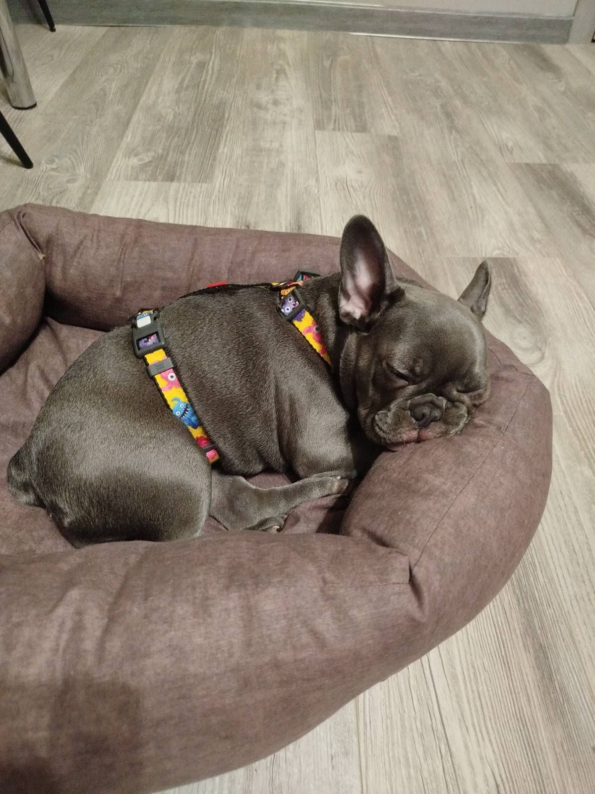 Продам французького бульдога