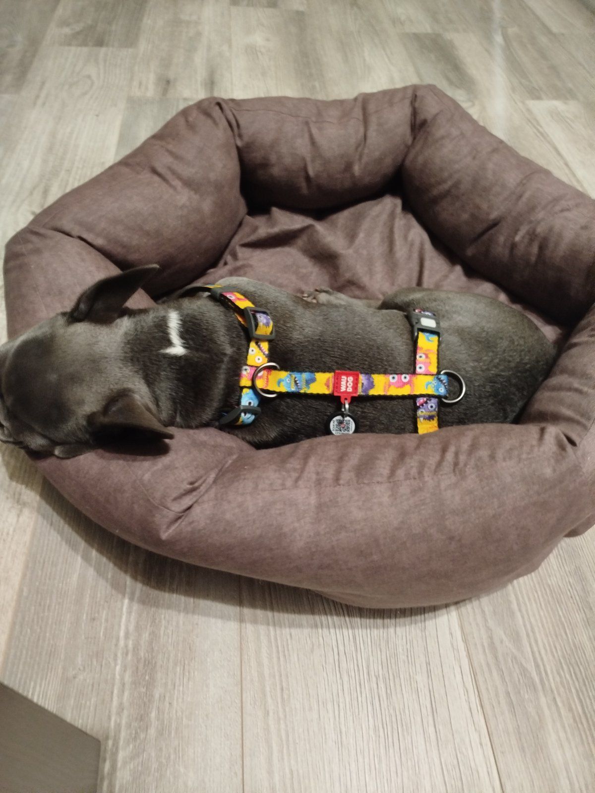 Продам французького бульдога