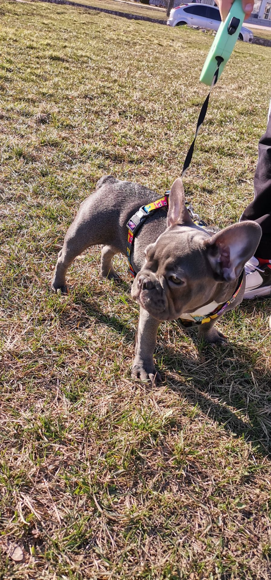 Продам французького бульдога