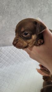 Той тер'єр щеннята