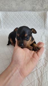 Той тер'єр щеннята