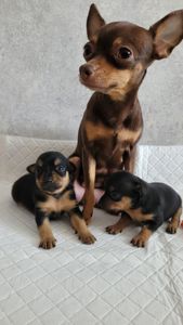 Той тер'єр щеннята