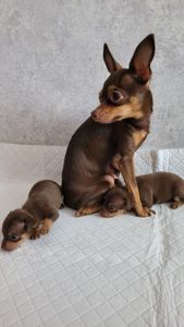 Той тер'єр щеннята