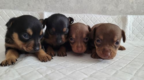 Той тер'єр щеннята