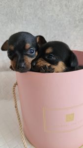 Той тер'єр щеннята