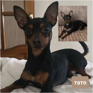 Той тер'єр щеннята