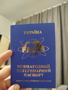 Продам французького бульдога