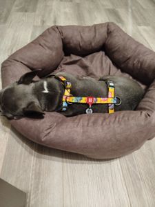 Продам французького бульдога