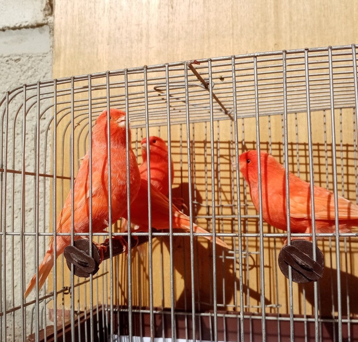 Співочі канари самці та самки