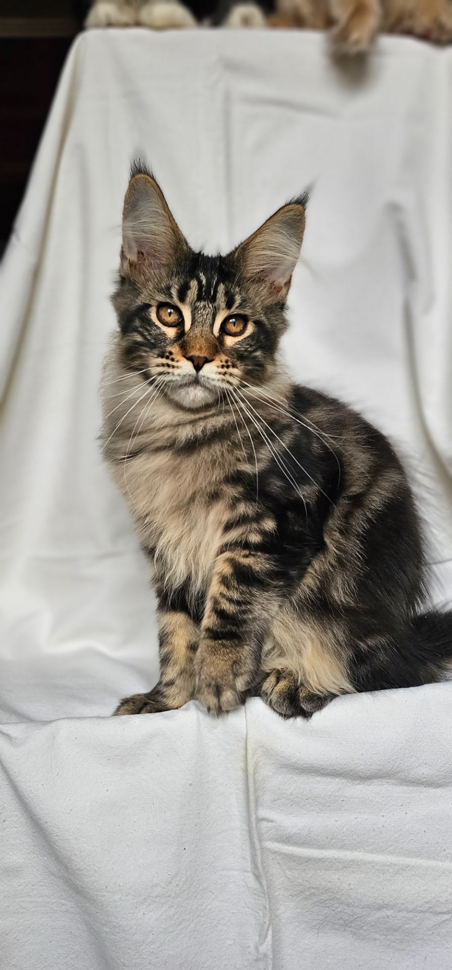 Крутая девочка мейн кун