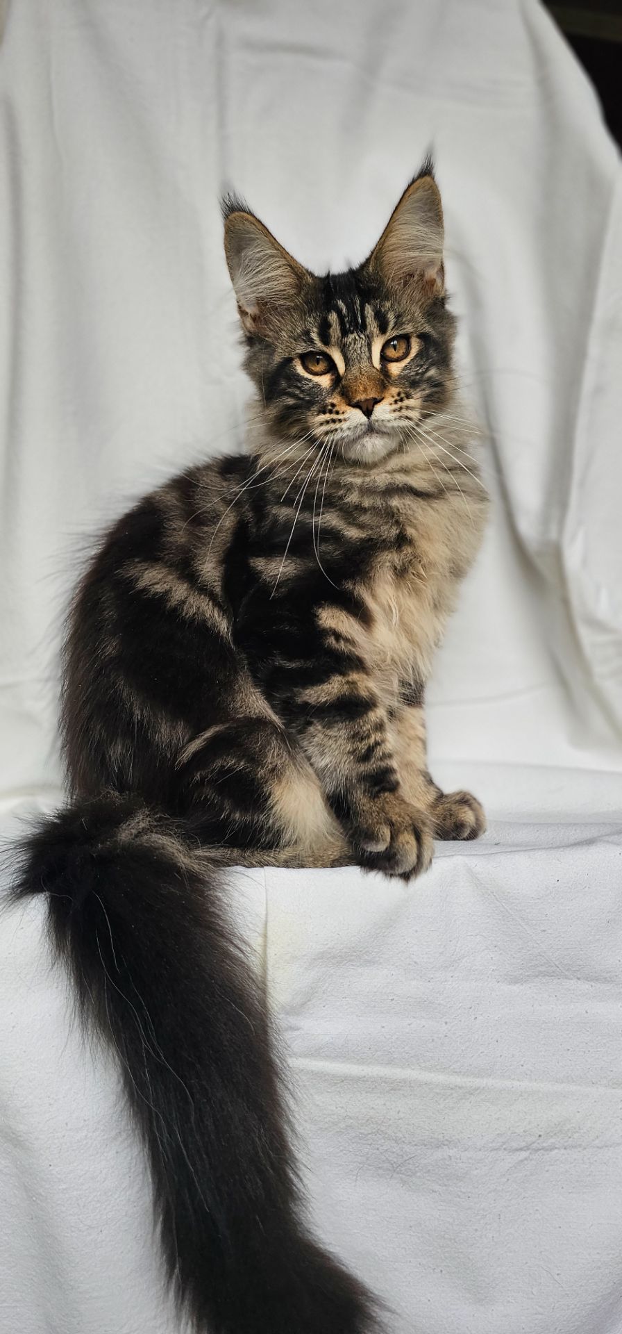 Крутая девочка мейн кун