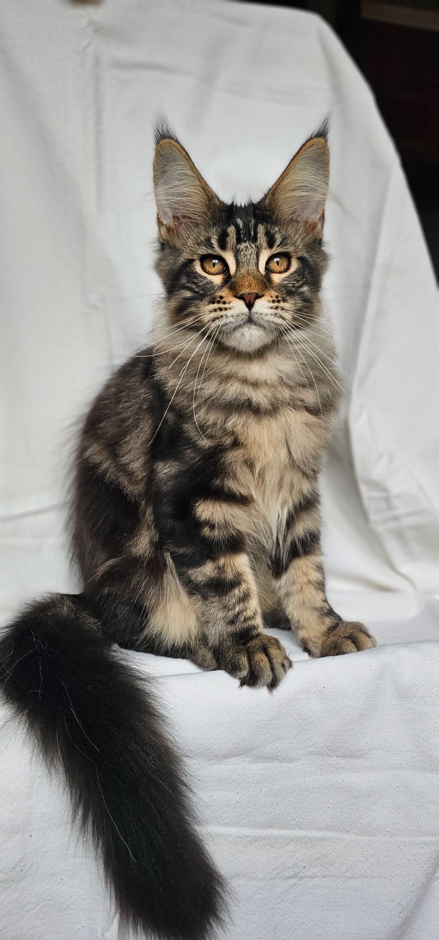 Крутая девочка мейн кун