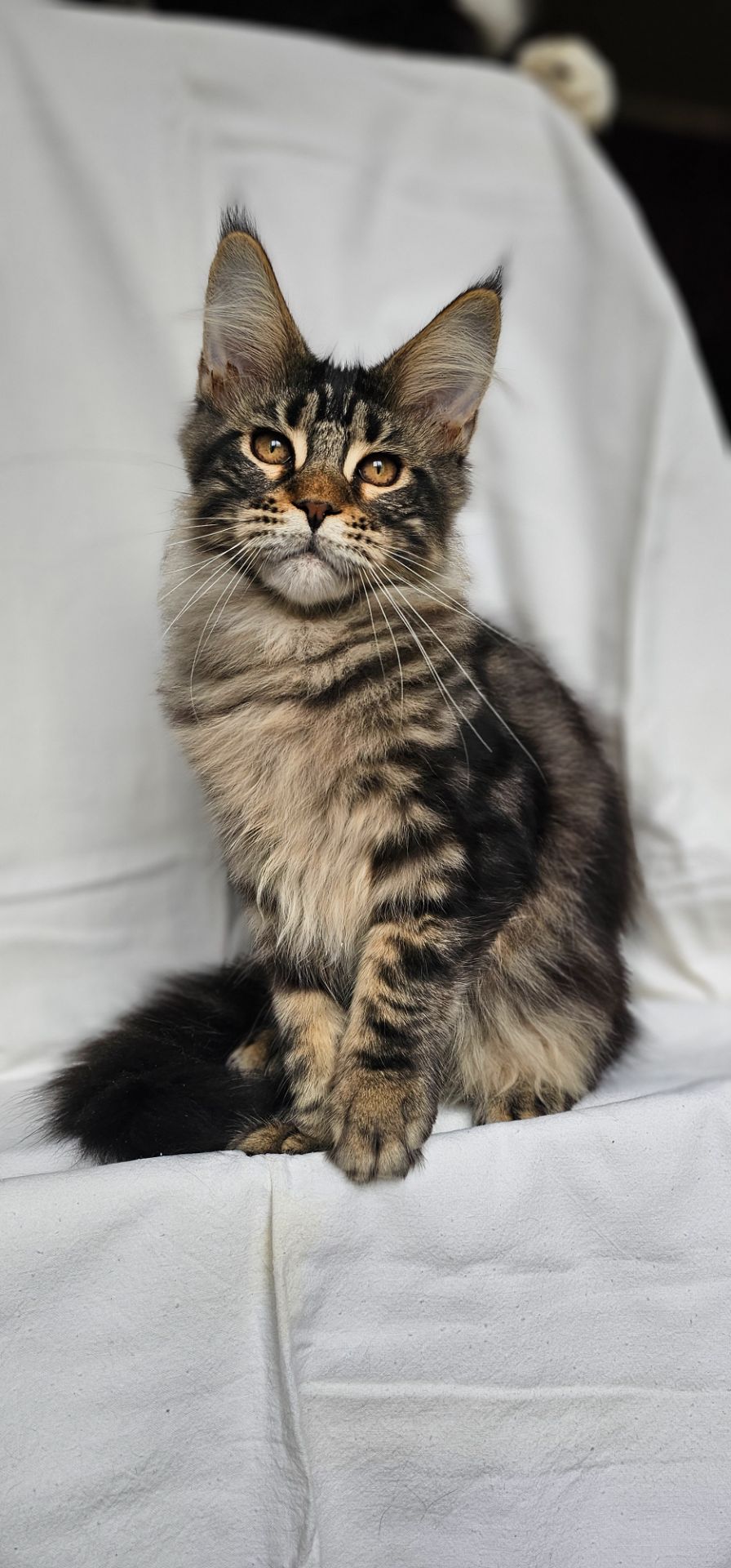 Крутая девочка мейн кун