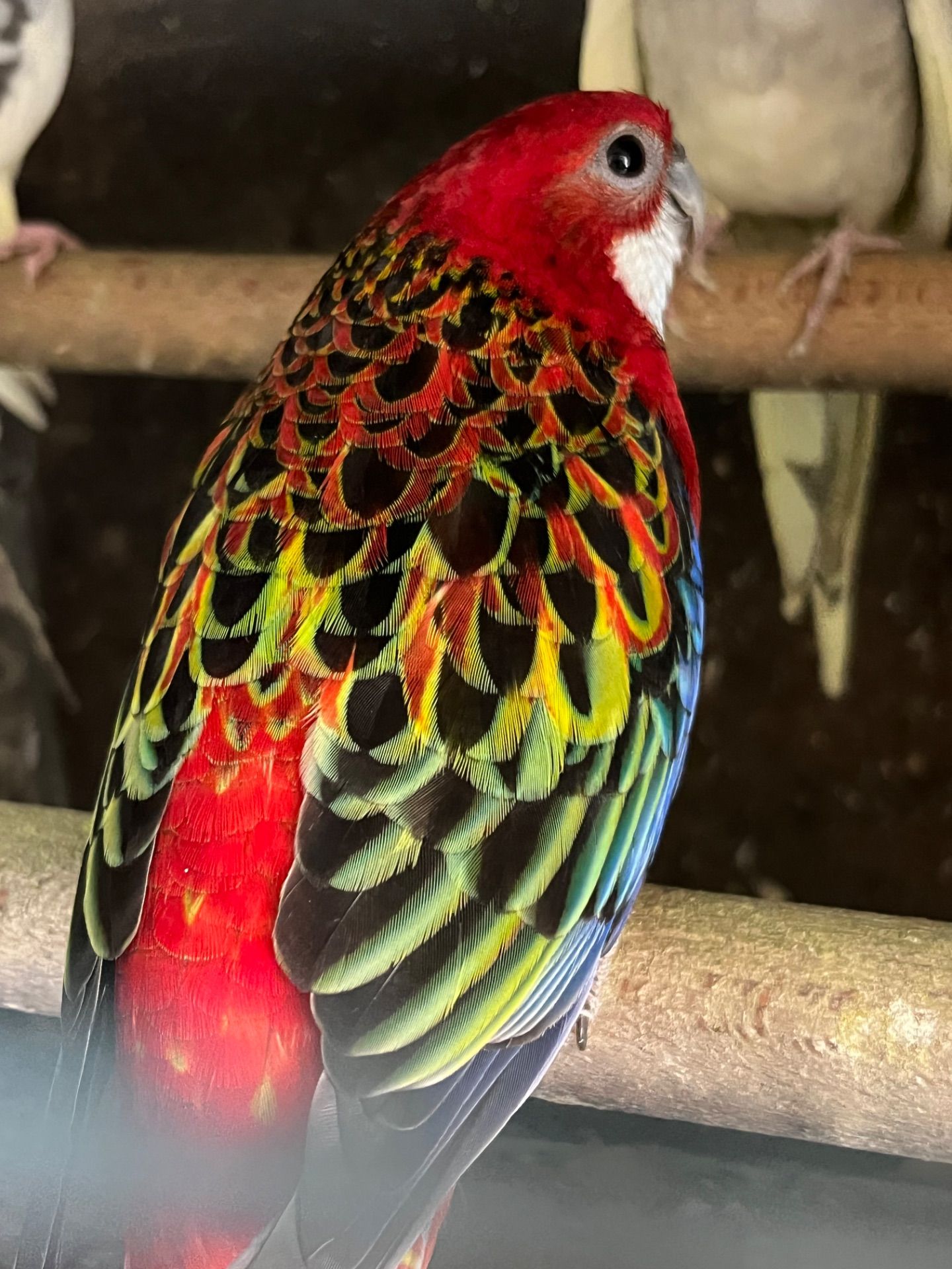 Розелла різнокольорові пташки розелли