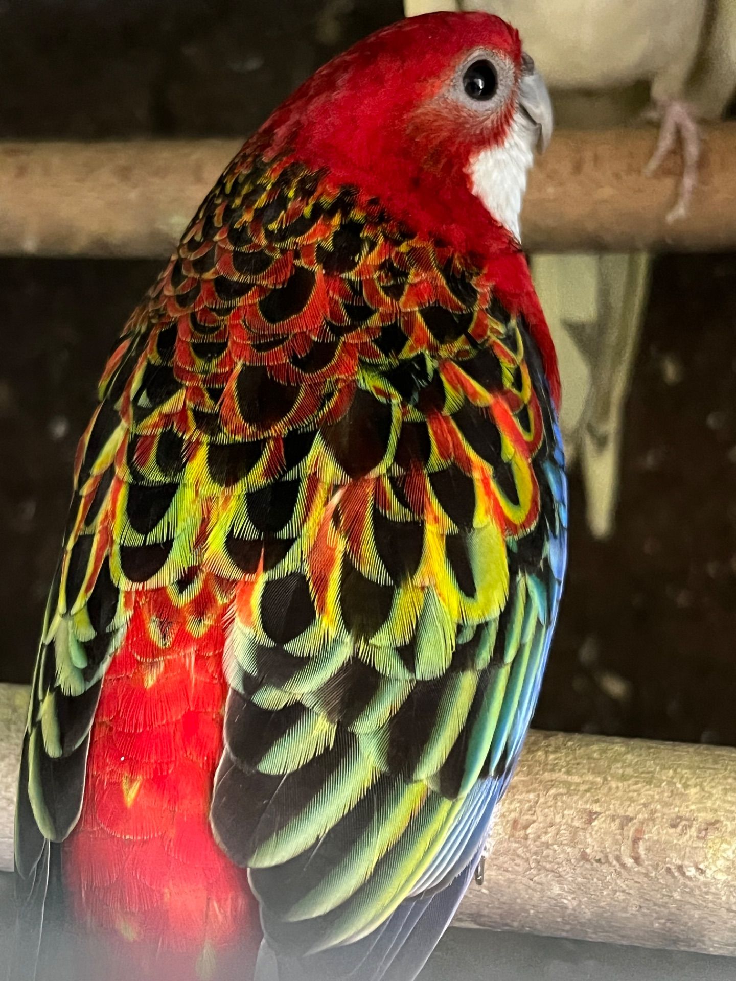 Розелла різнокольорові пташки розелли