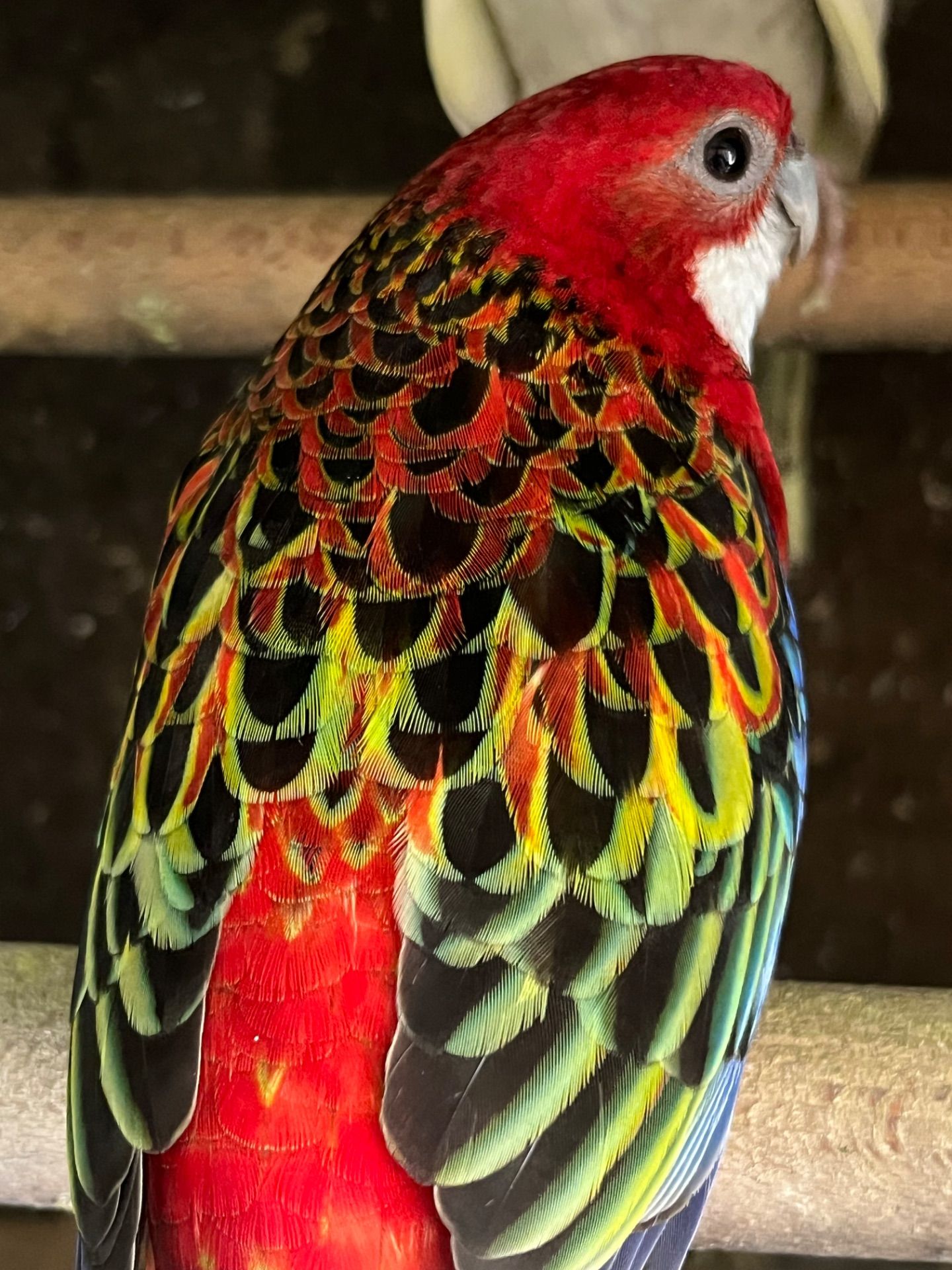 Розелла різнокольорові пташки розелли