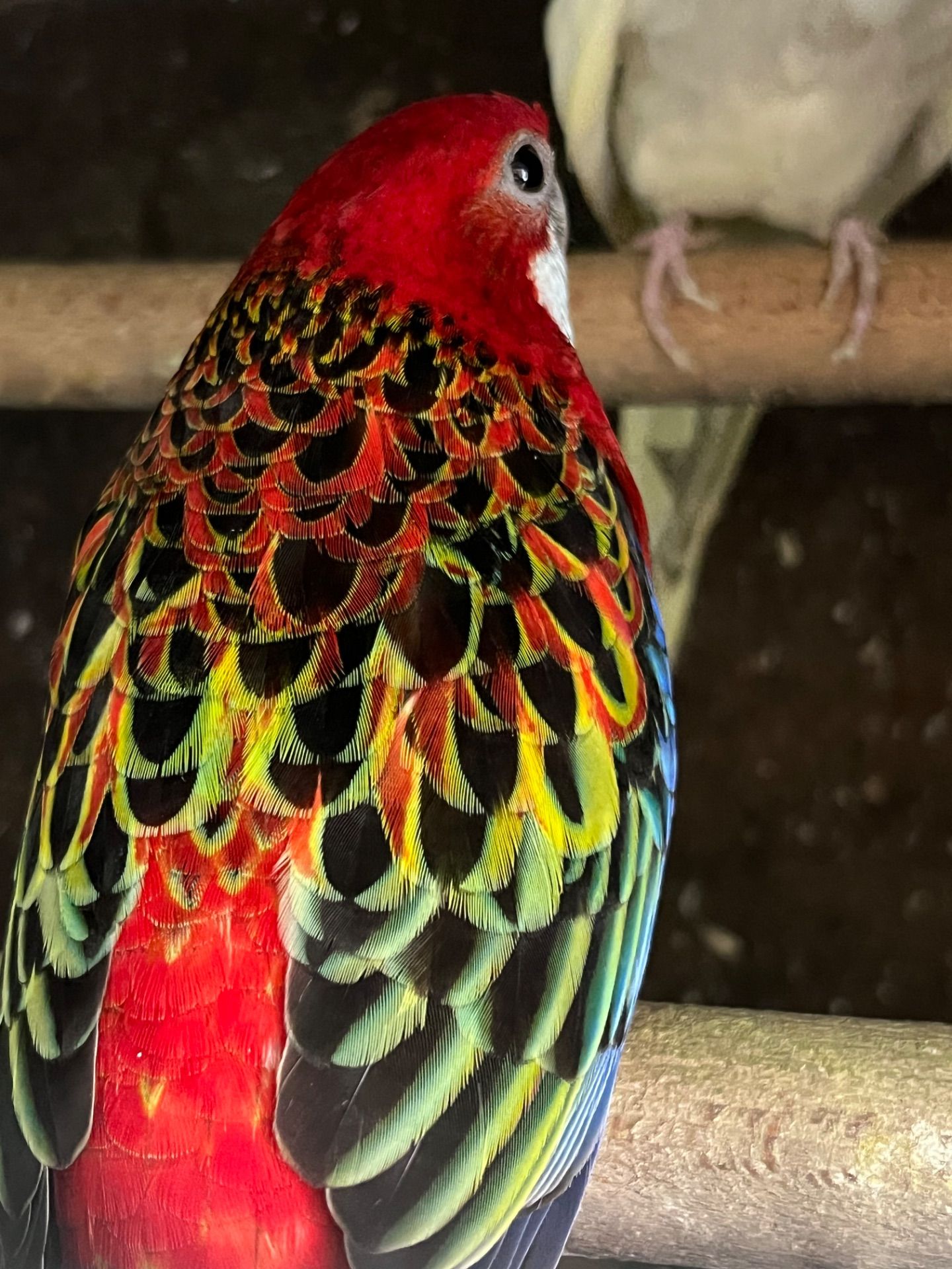 Розелла різнокольорові пташки розелли