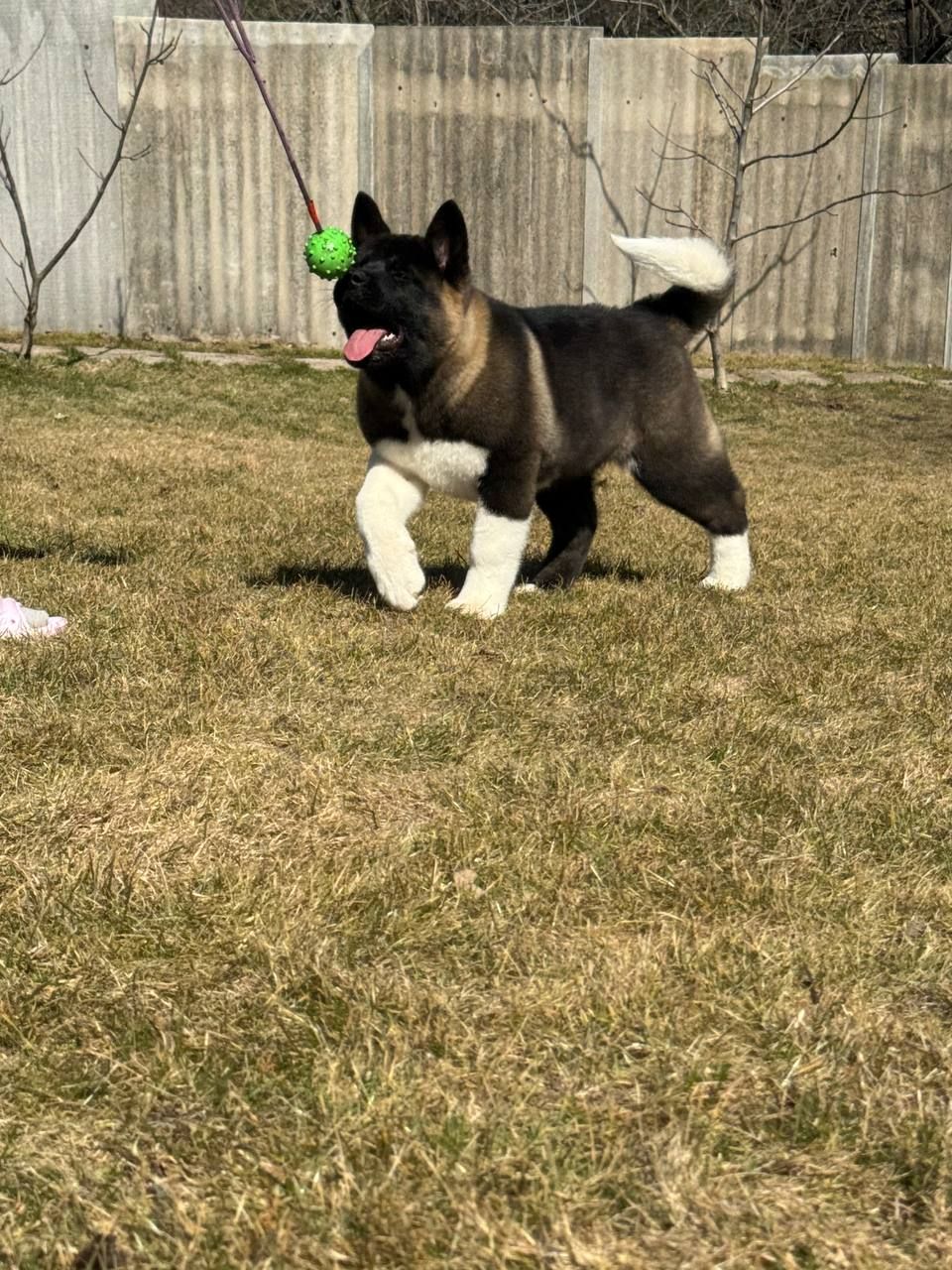 Honda девочка Американская Акита КСУ