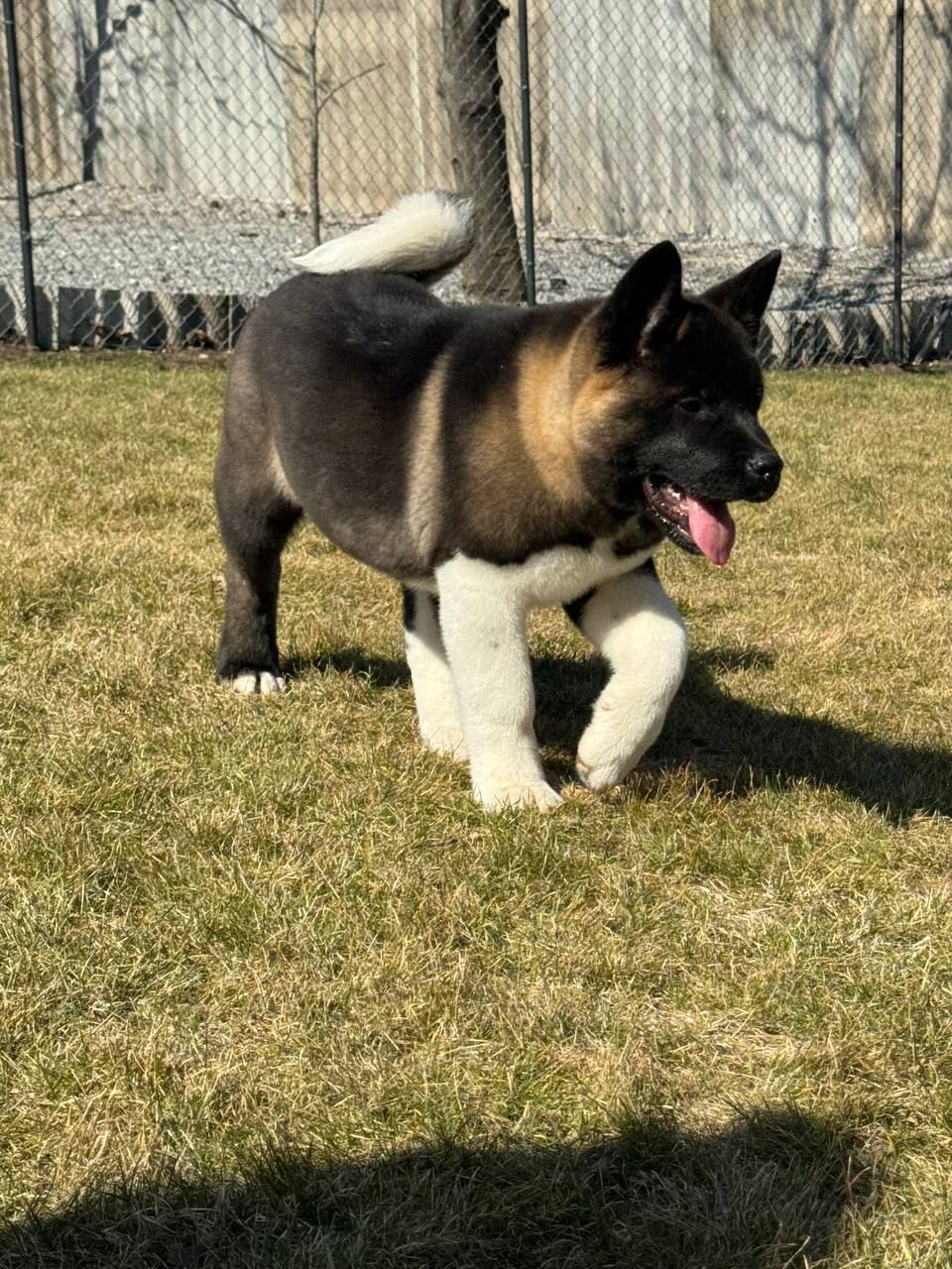 Honda девочка Американская Акита КСУ