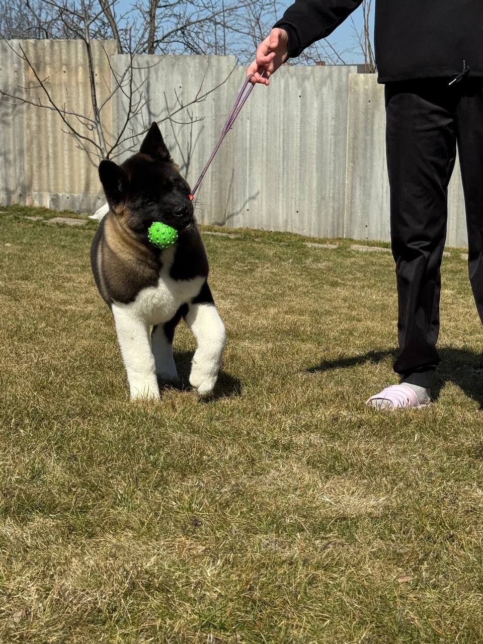 Honda девочка Американская Акита КСУ