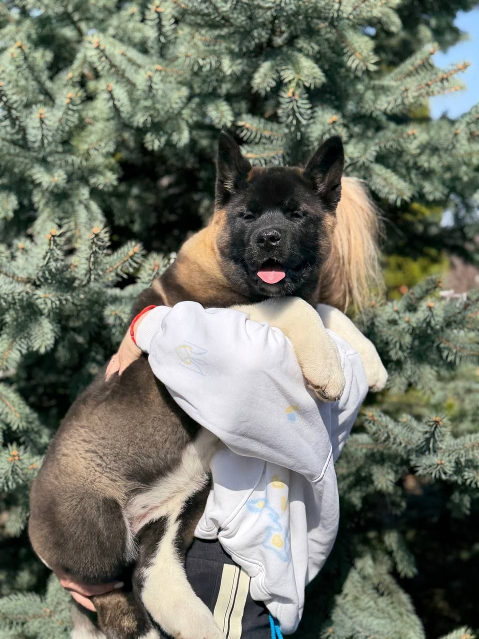 Honda девочка Американская Акита КСУ