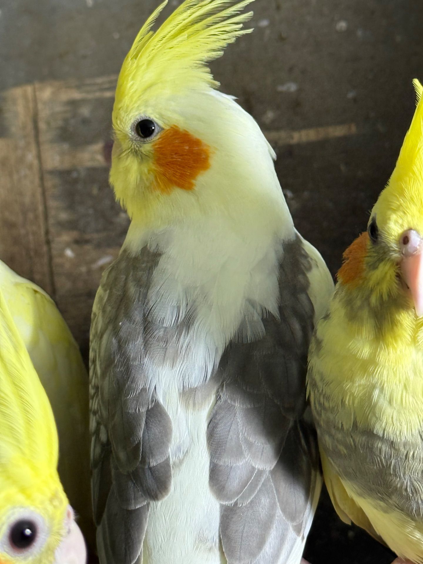 Гарні папуги з хохолком Корелла