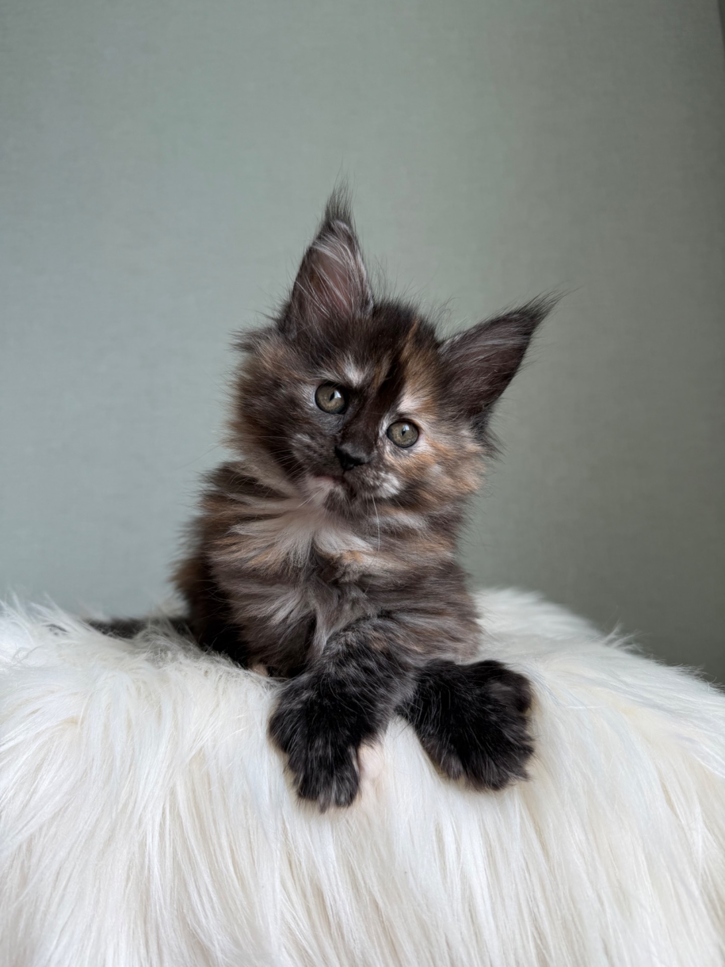 Дівчинка Мейн кун