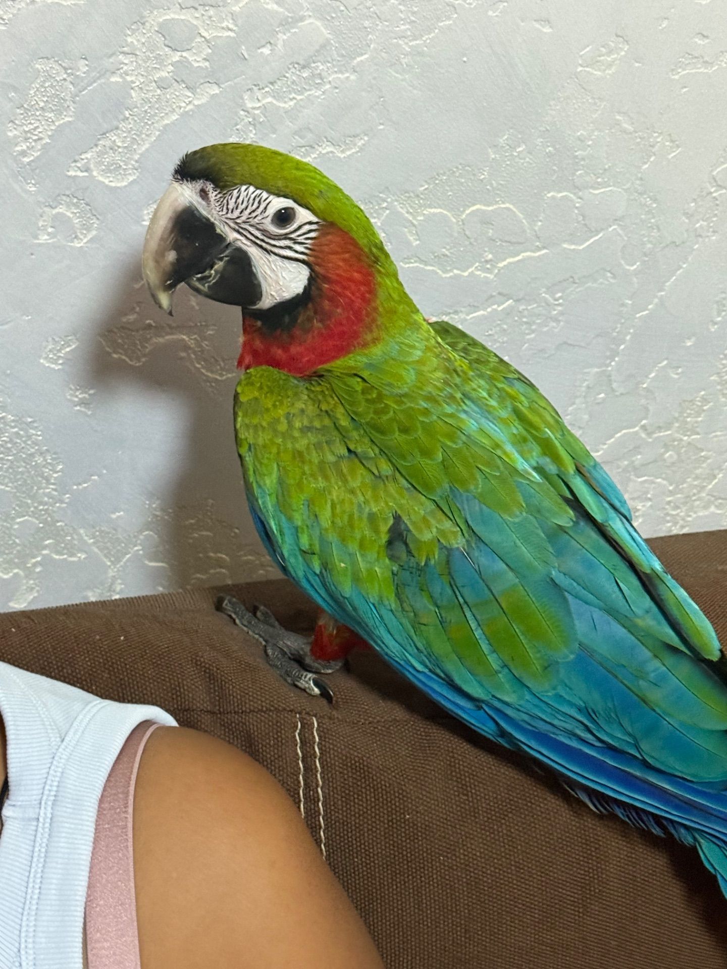 Гарний папуга Ара Арлекін 3 місяці