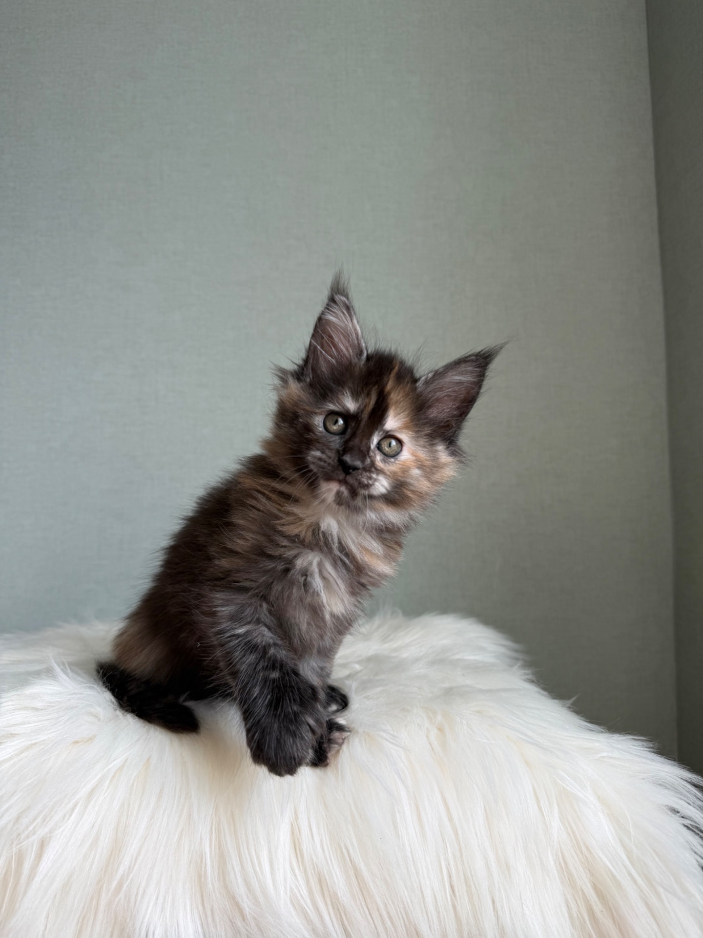 Дівчинка Мейн кун