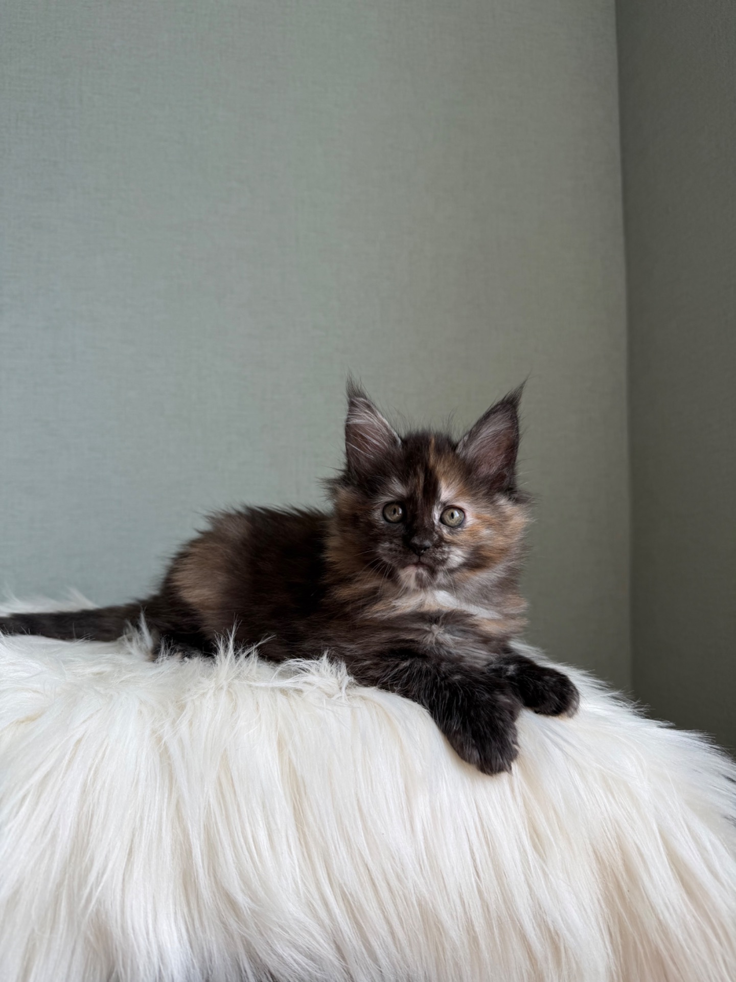 Дівчинка Мейн кун