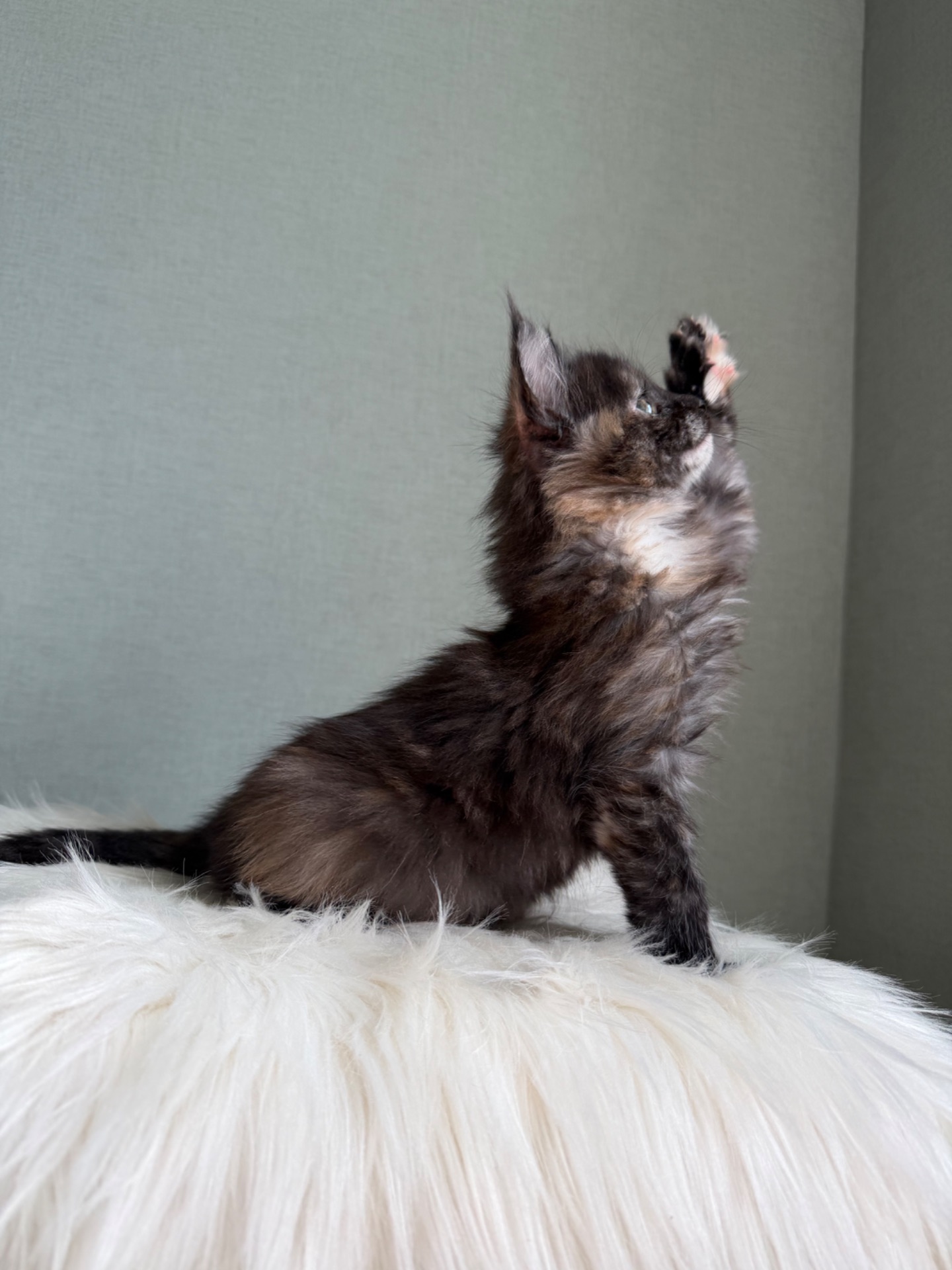 Дівчинка Мейн кун