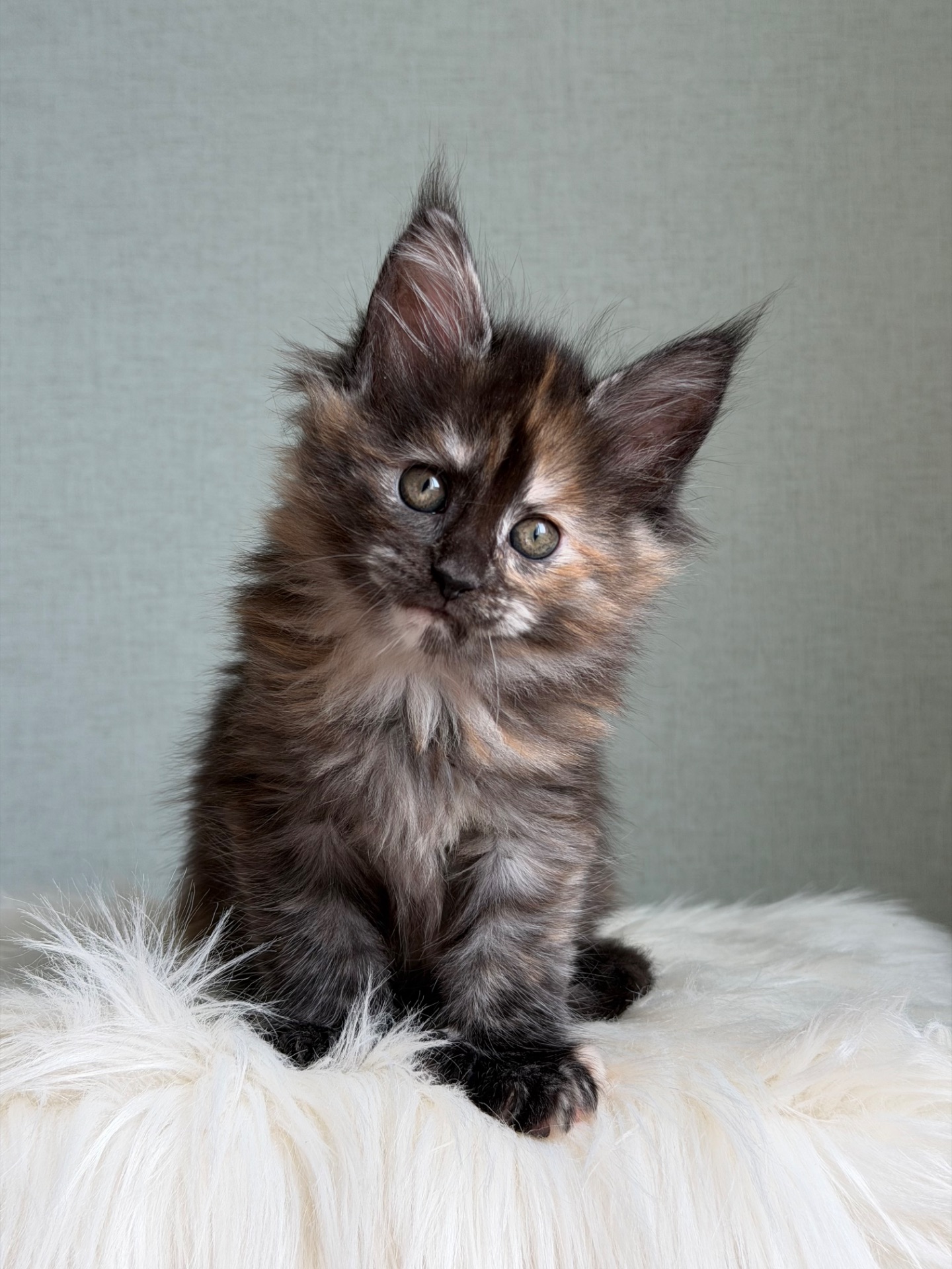 Дівчинка Мейн кун