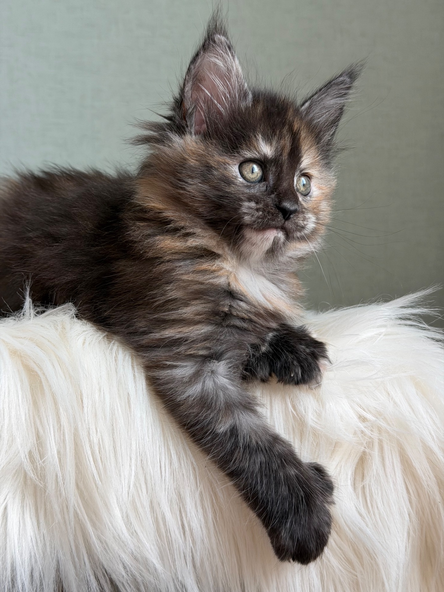 Дівчинка Мейн кун