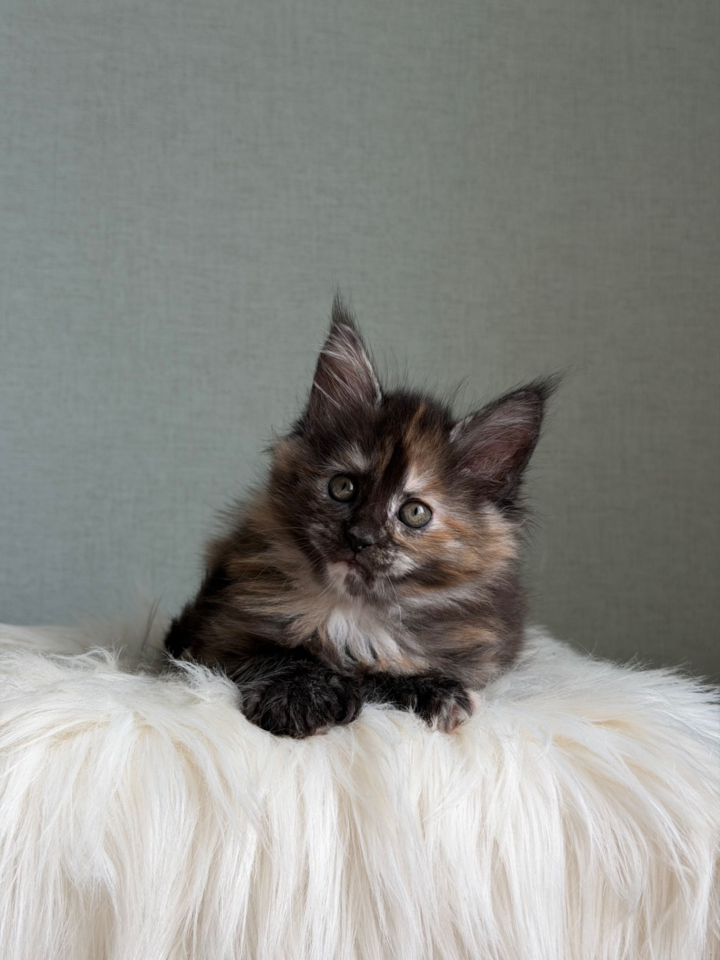 Дівчинка Мейн кун