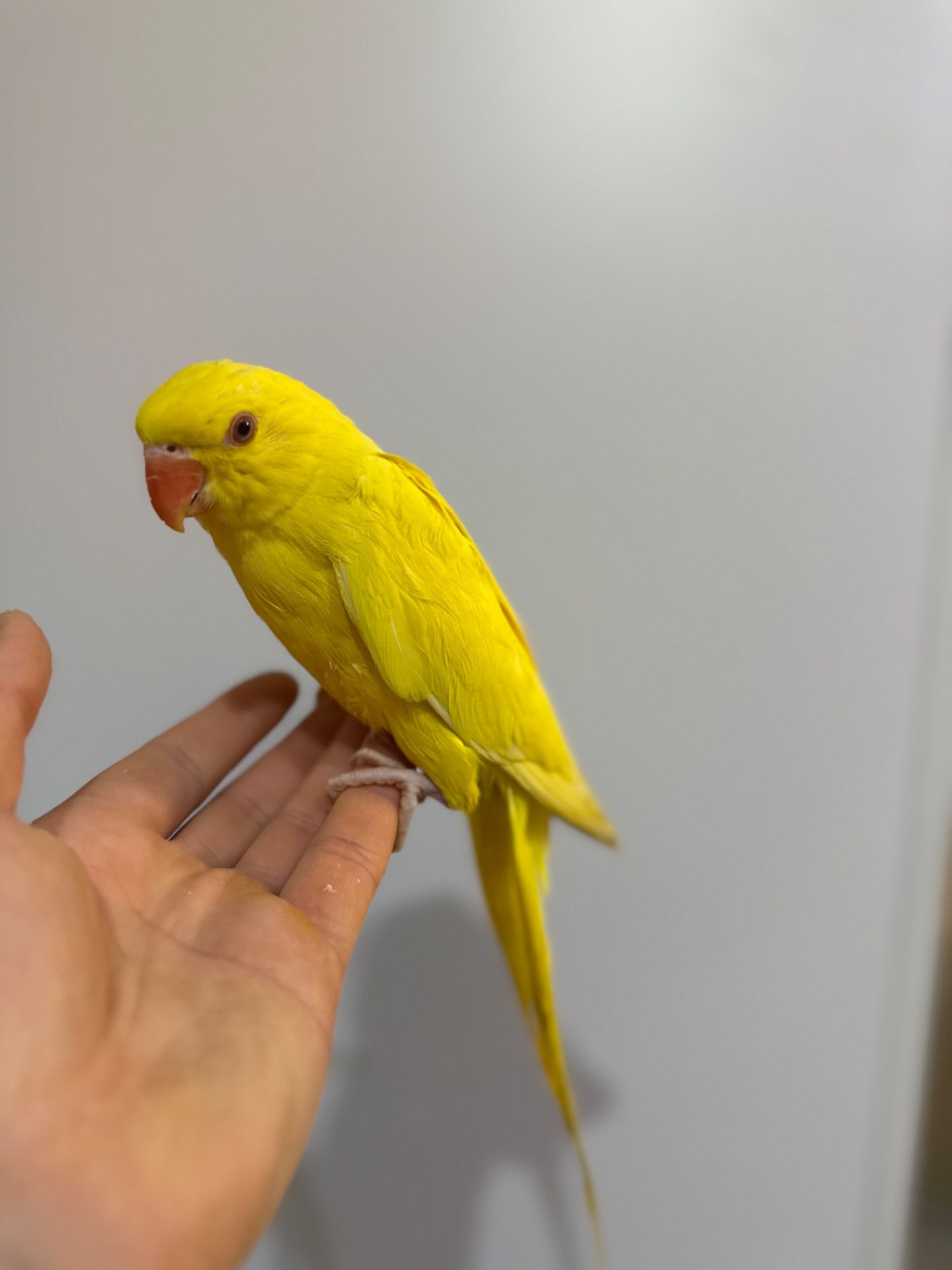 Ожерелові папуги молоді для розмови